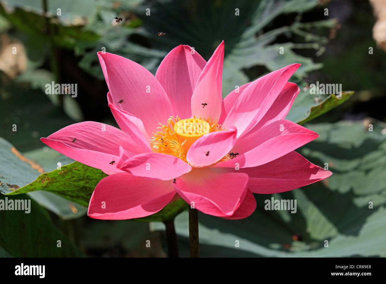 Indian lotus (Nelumbo nucifera), flower, Kota Kinabalu, Sabah, Malaysia, Borneo, Southeast Asia Stock Photo