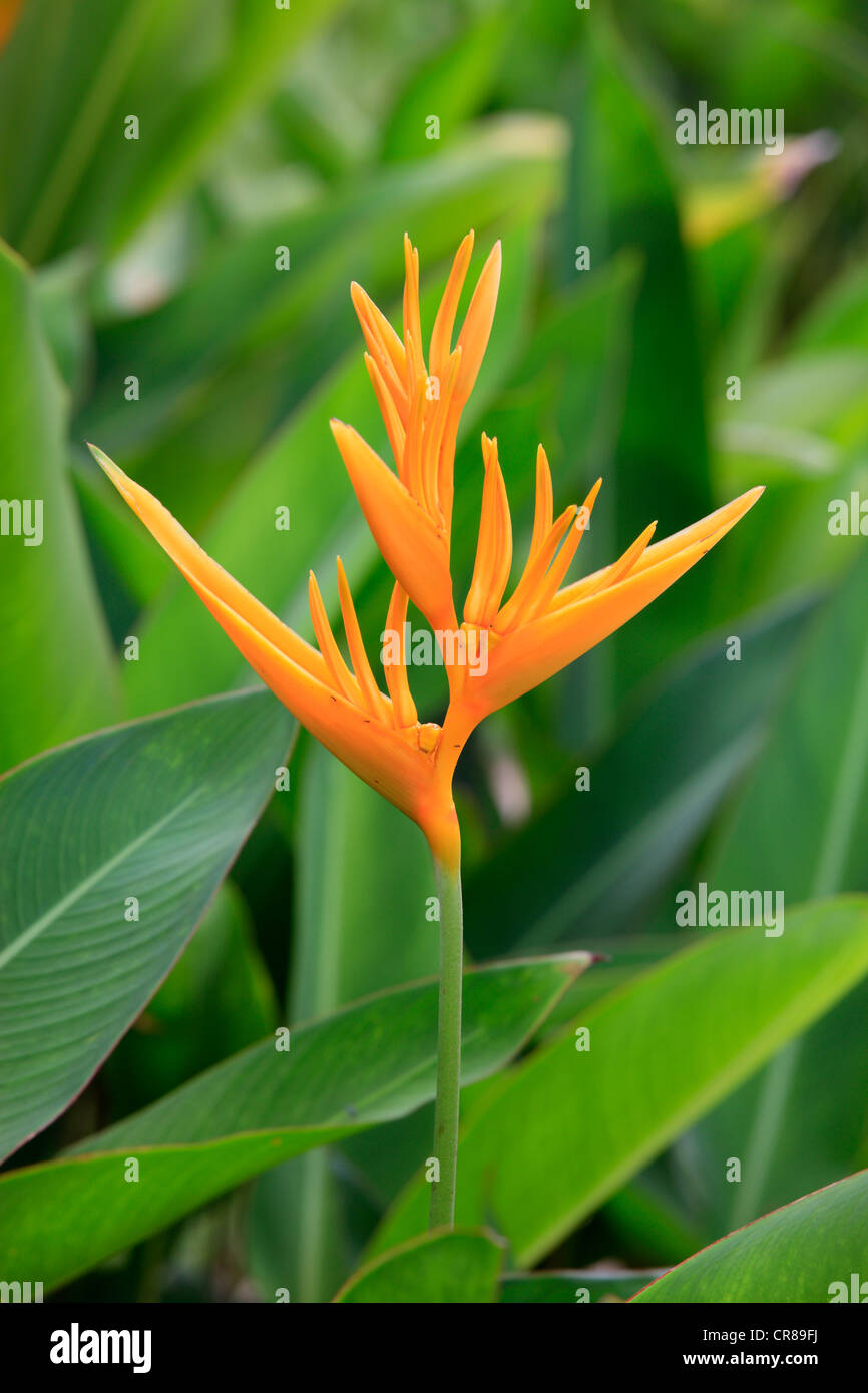 Heliconia (Heliconia psittacorum), flower, Kota Kinabalu, Sabah ...