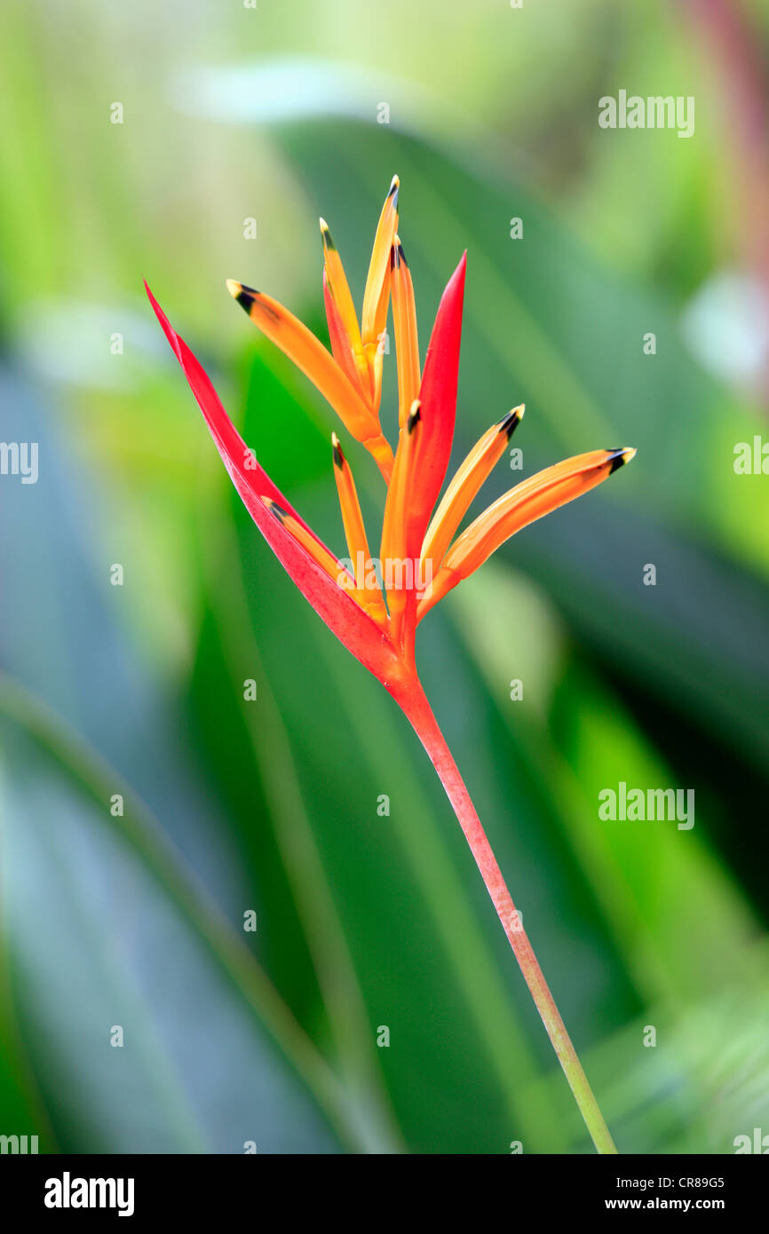 Heliconia (Heliconia psittacorum), flower, Kota Kinabalu, Sabah