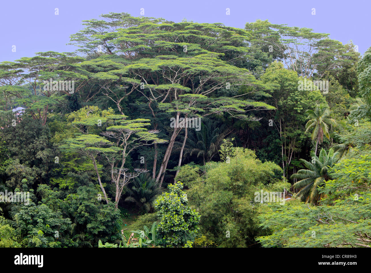 Rain forest, Sabah, Malaysia, Borneo, Southeast Asia Stock Photo