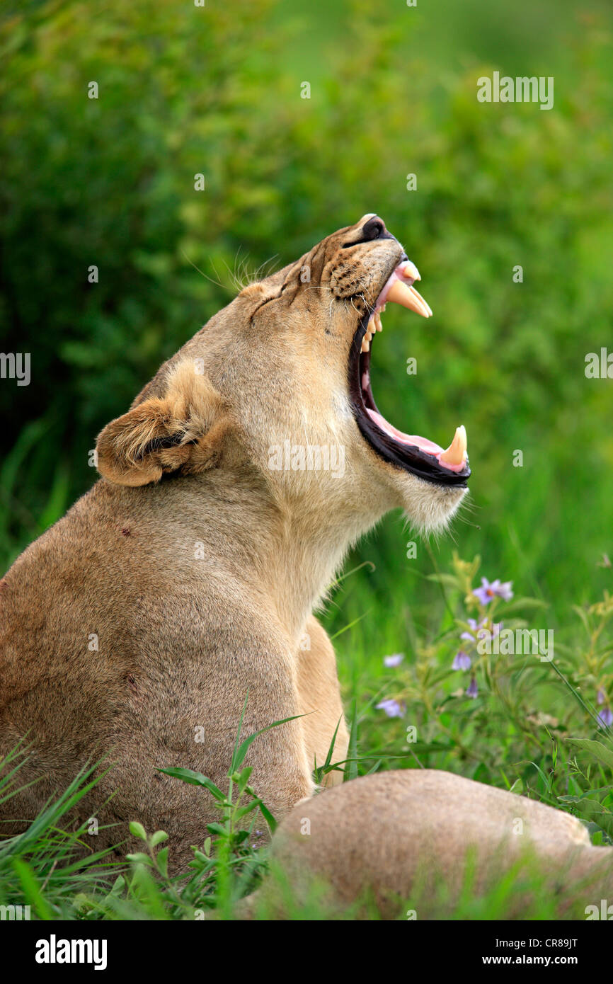 Lioness (Panthera leo), yawning, portrait, Sabi Sabi Game Reserve, Kruger National Park, South Africa, Africa Stock Photo