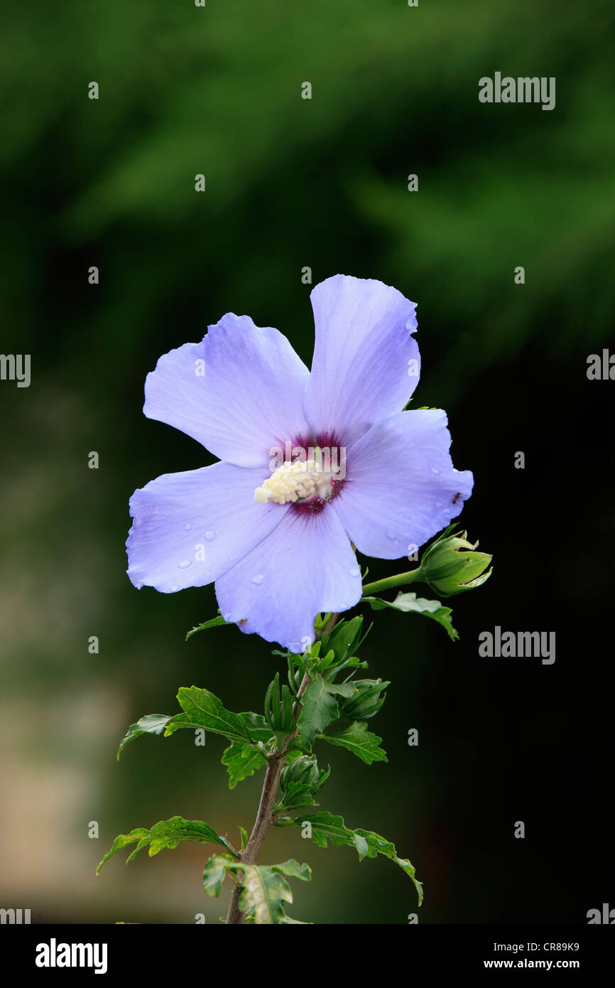 Hibiscus, Rose of Sharon, Shrub Althea or Rose Althea (Hibiscus syriacus), flowering Stock Photo