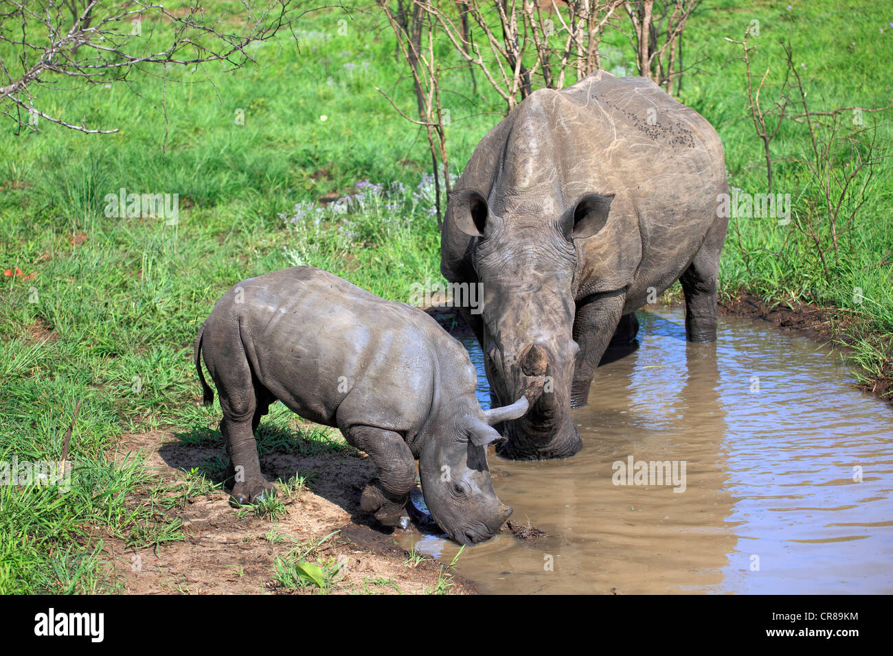 White Rhinoceros or Square-lipped rhinoceros (Ceratotherium simum), female and calf drinking at water hole Stock Photo