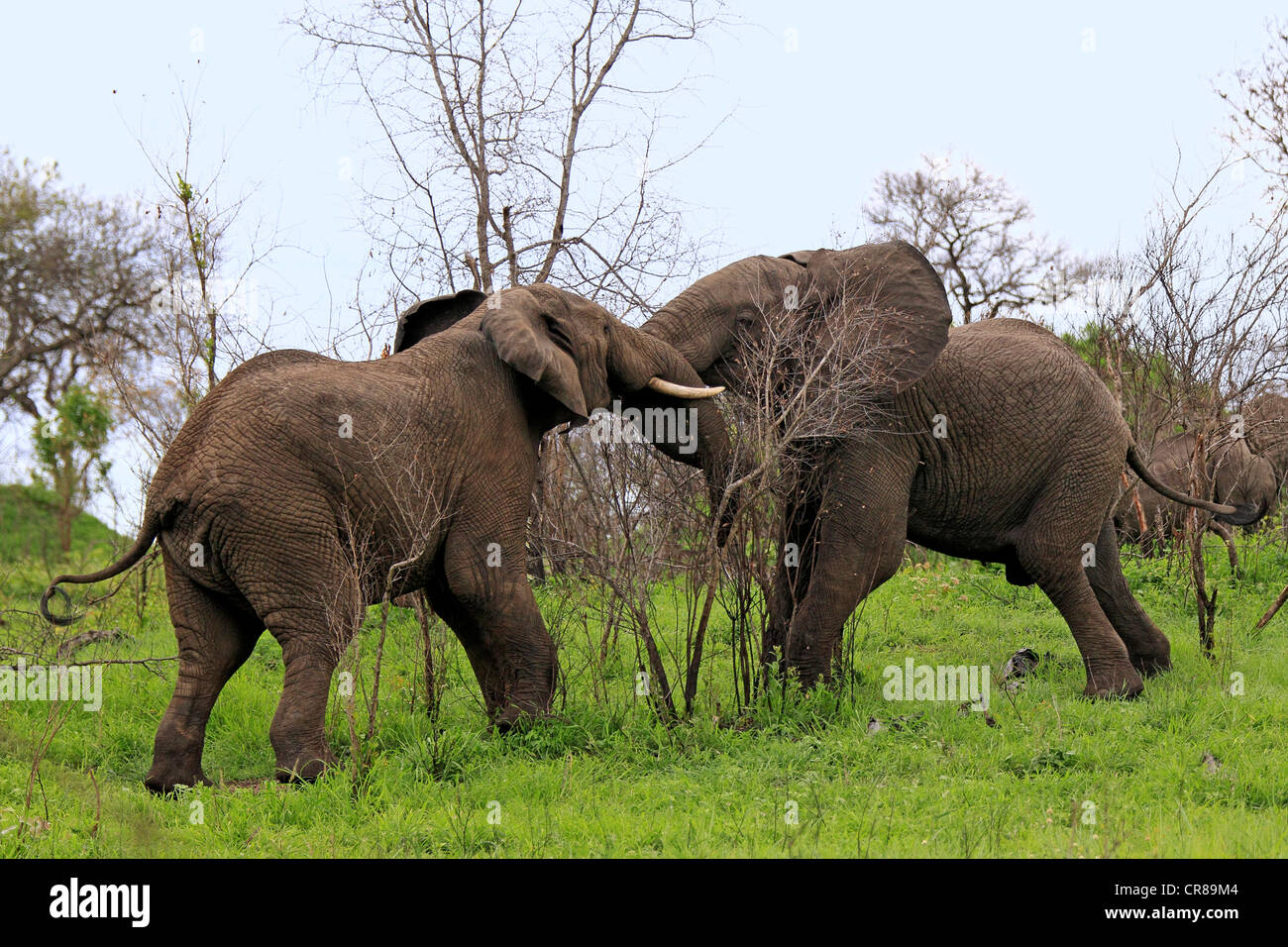 African Bush Elephants (Loxodonta africana), bulls fighting, Sabi Sabi Game Reserve, Kruger National Park, South Africa, Africa Stock Photo