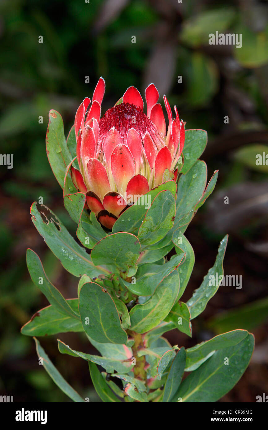Ladismith Sugarbush (Protea aristata), flower, Kirstenbosch Botanical Garden, Cape Town, South Africa, Africa Stock Photo