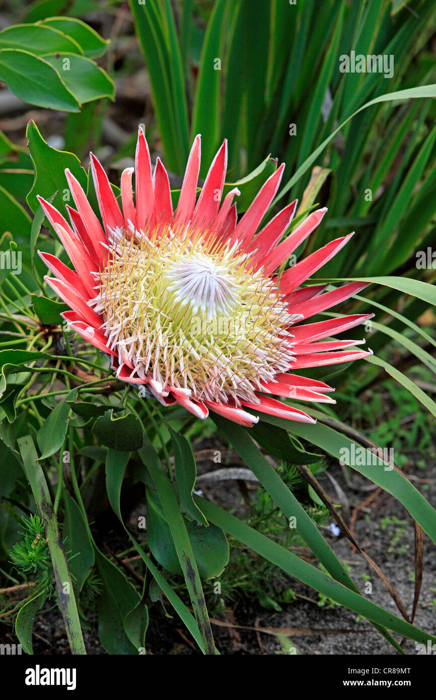 King Protea (Protea cynaroides), flowering, Betty's Bay, South Africa, Africa Stock Photo