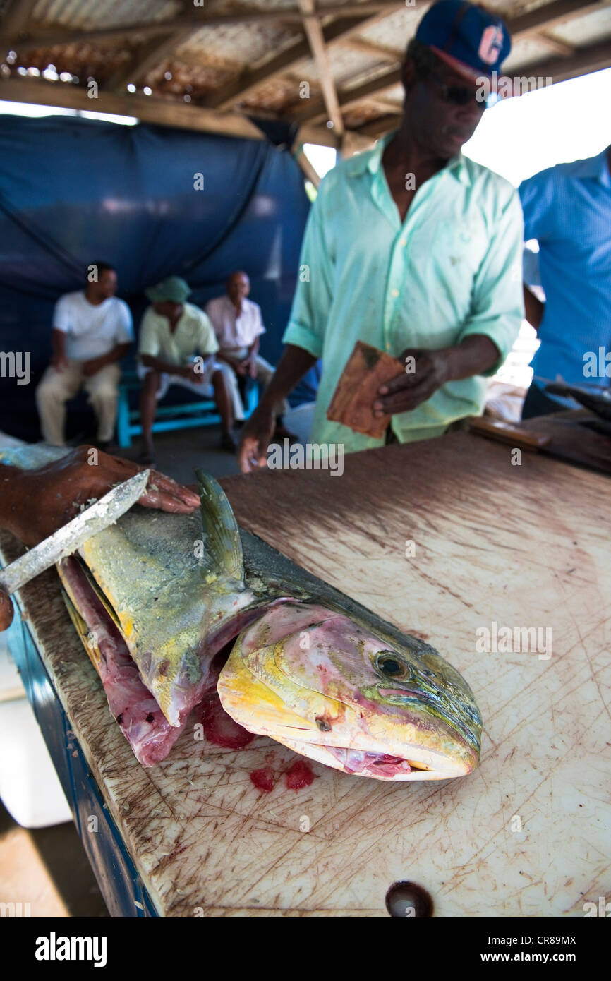 France, Martinique (French West Indies), Le Marigot, selling fish on the port Stock Photo