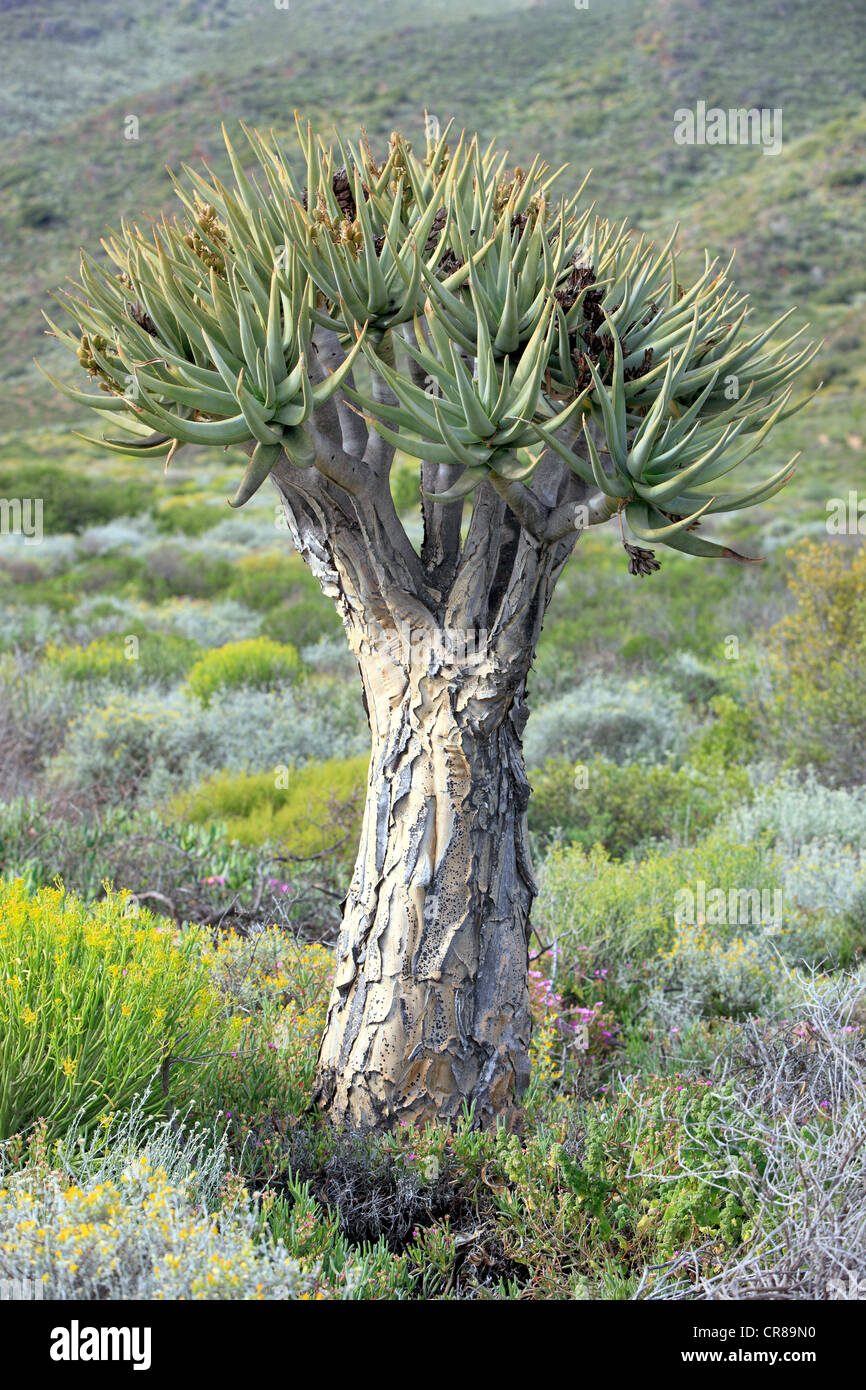 Quiver Tree or Kokerboom (Aloe dichotoma), Karoo Desert Botanical Garden, Worcester, Western Cape, South Africa, Africa Stock Photo