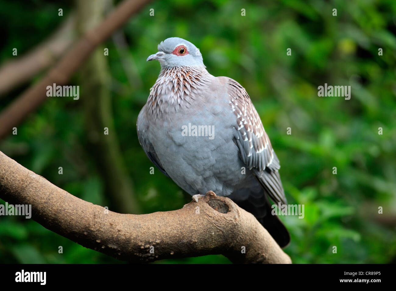 Speckled Pigeon Or African Rock Pigeon Columba Guinea Stock Photo Alamy speckled-pigeon-or-african-rock-pigeon-columba-guinea-stock-photo-alamy