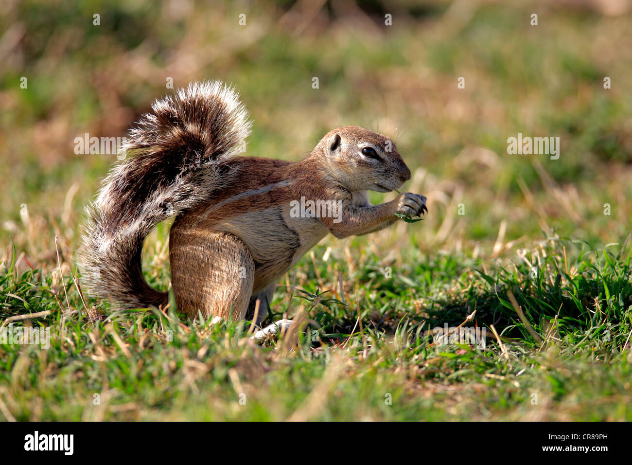 Cape Ground Squirrel (Xerus inauris), adult, eating, Mountain Zebra National Park, South Africa, Africa Stock Photo