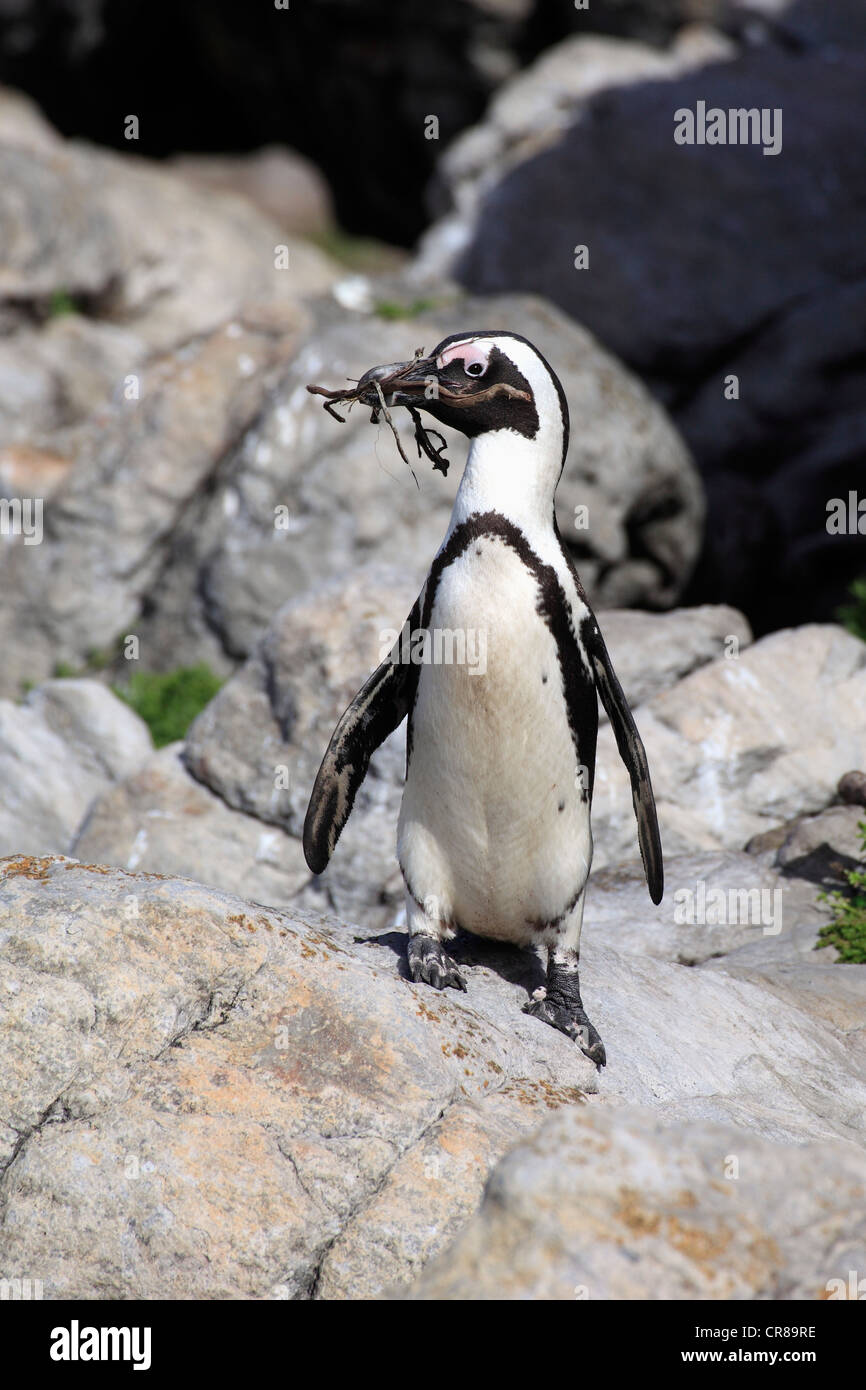 African penguin or Black-footed Penguin (Spheniscus demersus), rocks, nesting material, Betty's Bay, South Africa, Africa Stock Photo