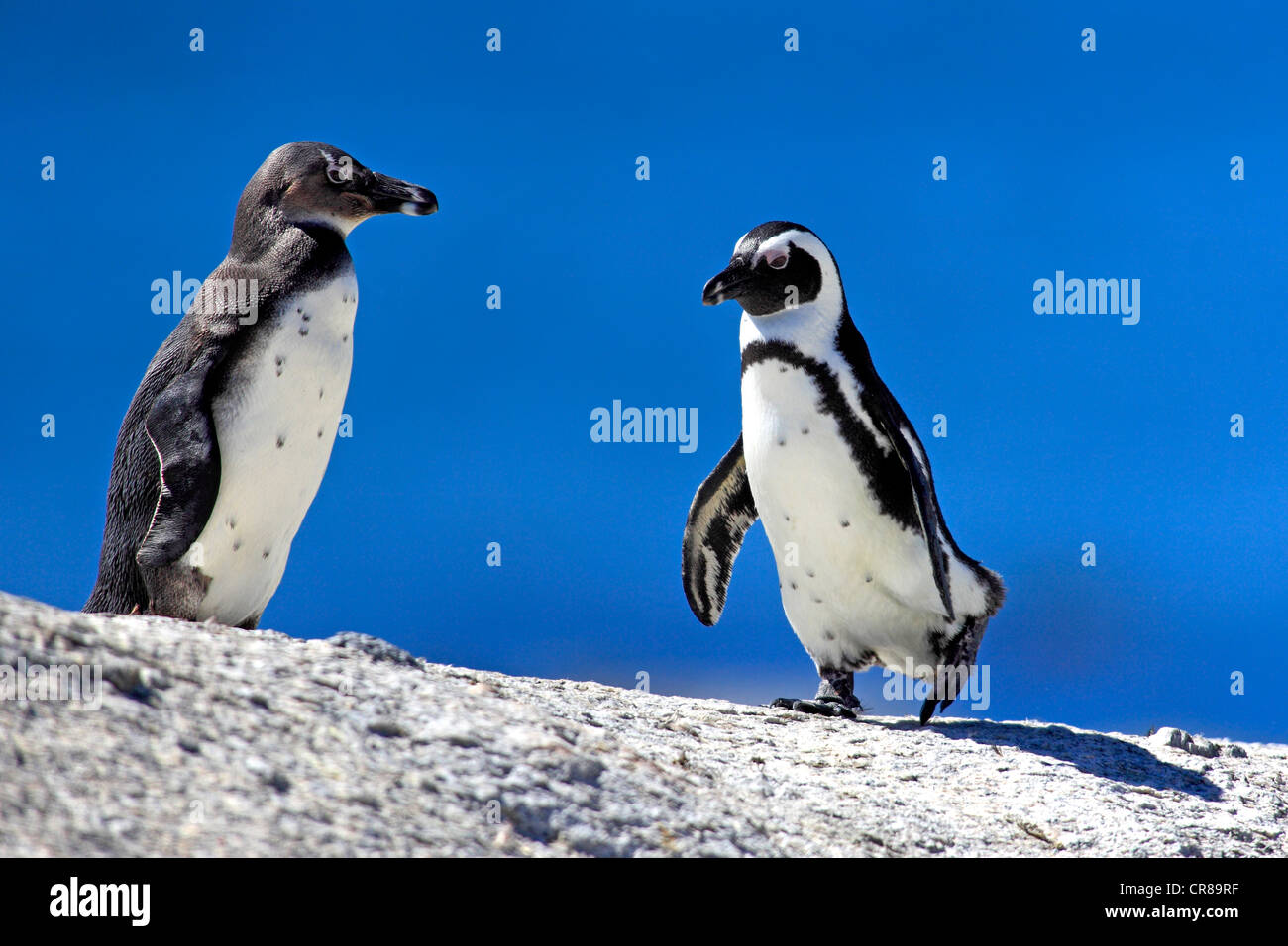 African penguin or Black-footed Penguin (Spheniscus demersus), walking, adult and immature, Boulder, Simon's Town, South Africa Stock Photo