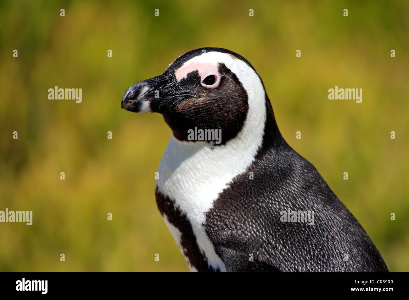 African penguin or Black-footed Penguin (Spheniscus demersus), portrait, Boulder, Simon's Town, South Africa, Africa Stock Photo