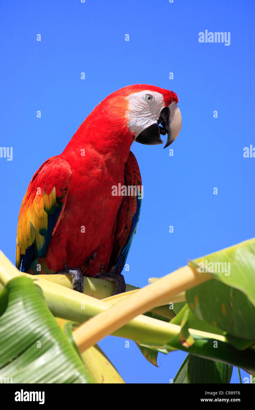 Scarlet Macaw (Ara macao), adult, banana tree, calling, Roatan, Honduras, Caribbean, Central America, Latin America Stock Photo