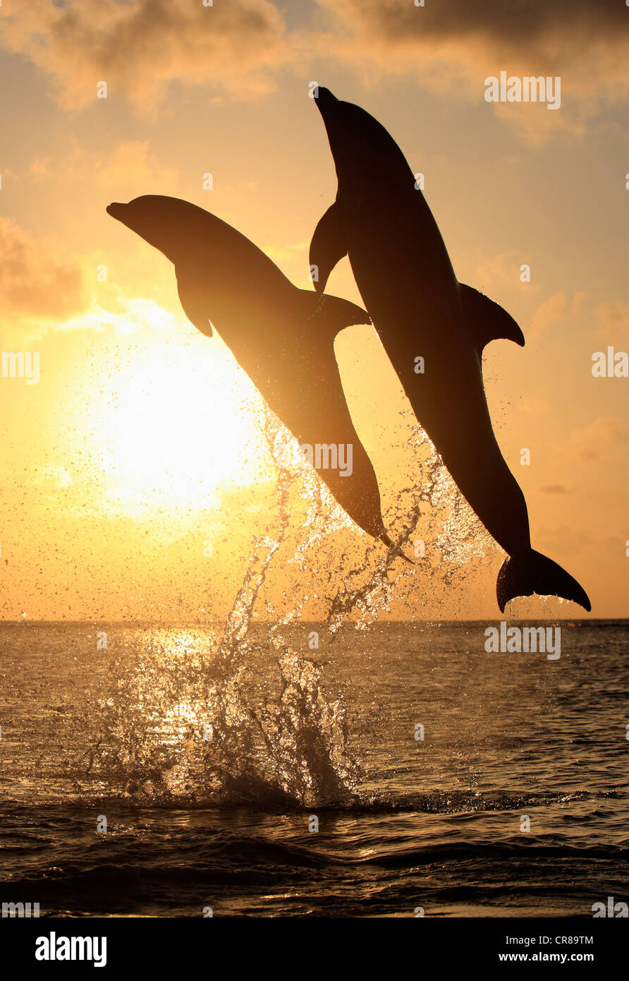Two Common Bottlenose Dolphins (Tursiops truncatus), adult, leaping at sunset, Roatan, Honduras, Caribbean, Central America Stock Photo