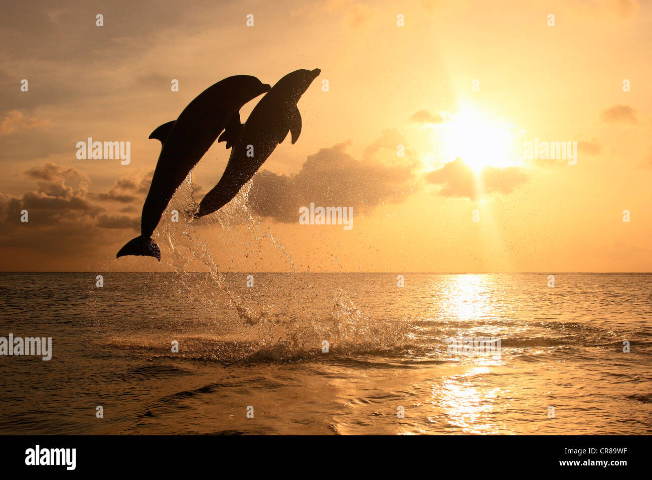 Two Bottlenose Dolphins (Tursiops truncatus), adult, jumping out of the sea, Roatan, Honduras, Caribbean, Central America Stock Photo