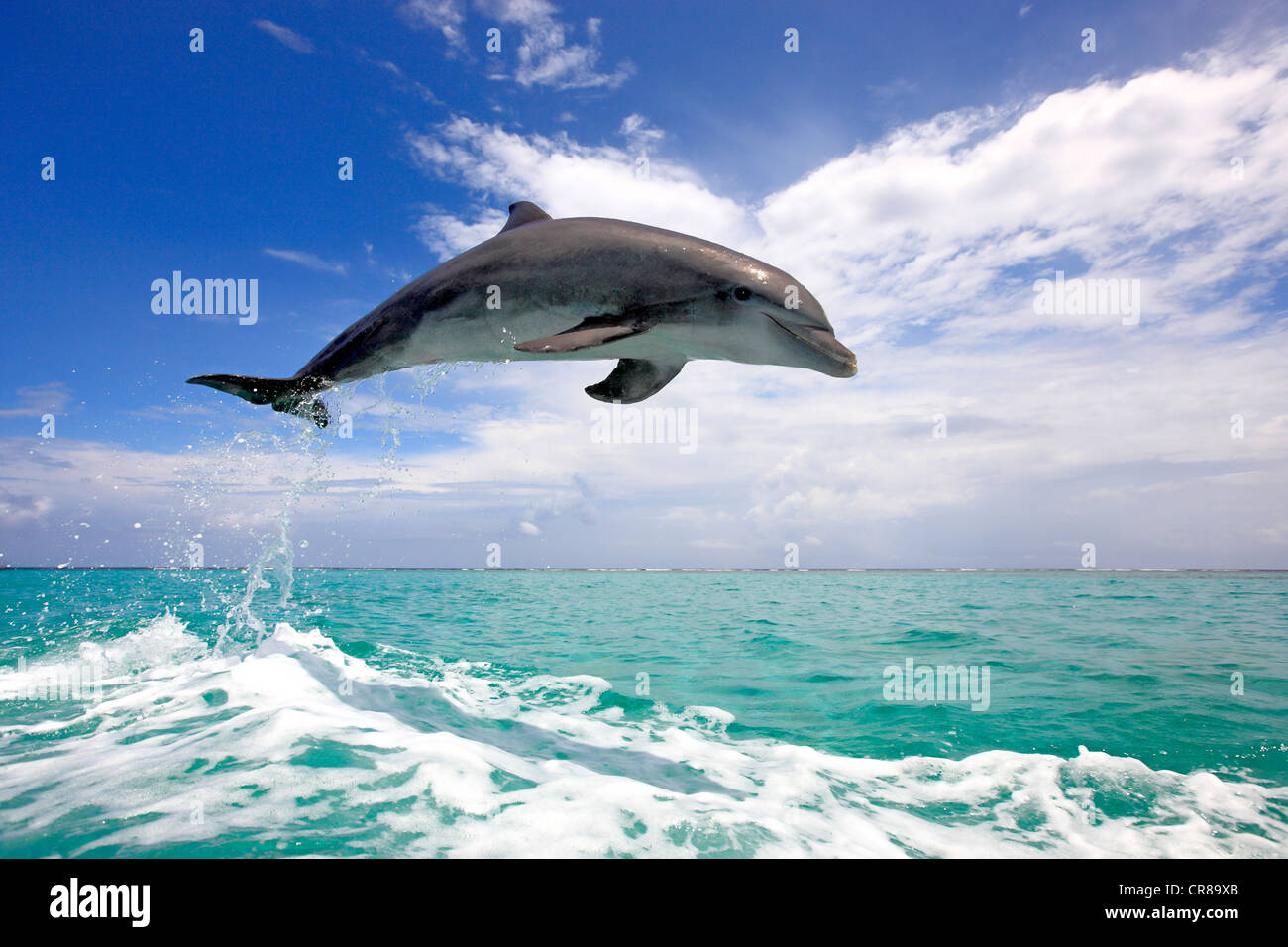 Bottlenose Dolphin (Tursiops truncatus), adult, jumping out of the sea, Roatan, Honduras, Caribbean, Central America Stock Photo