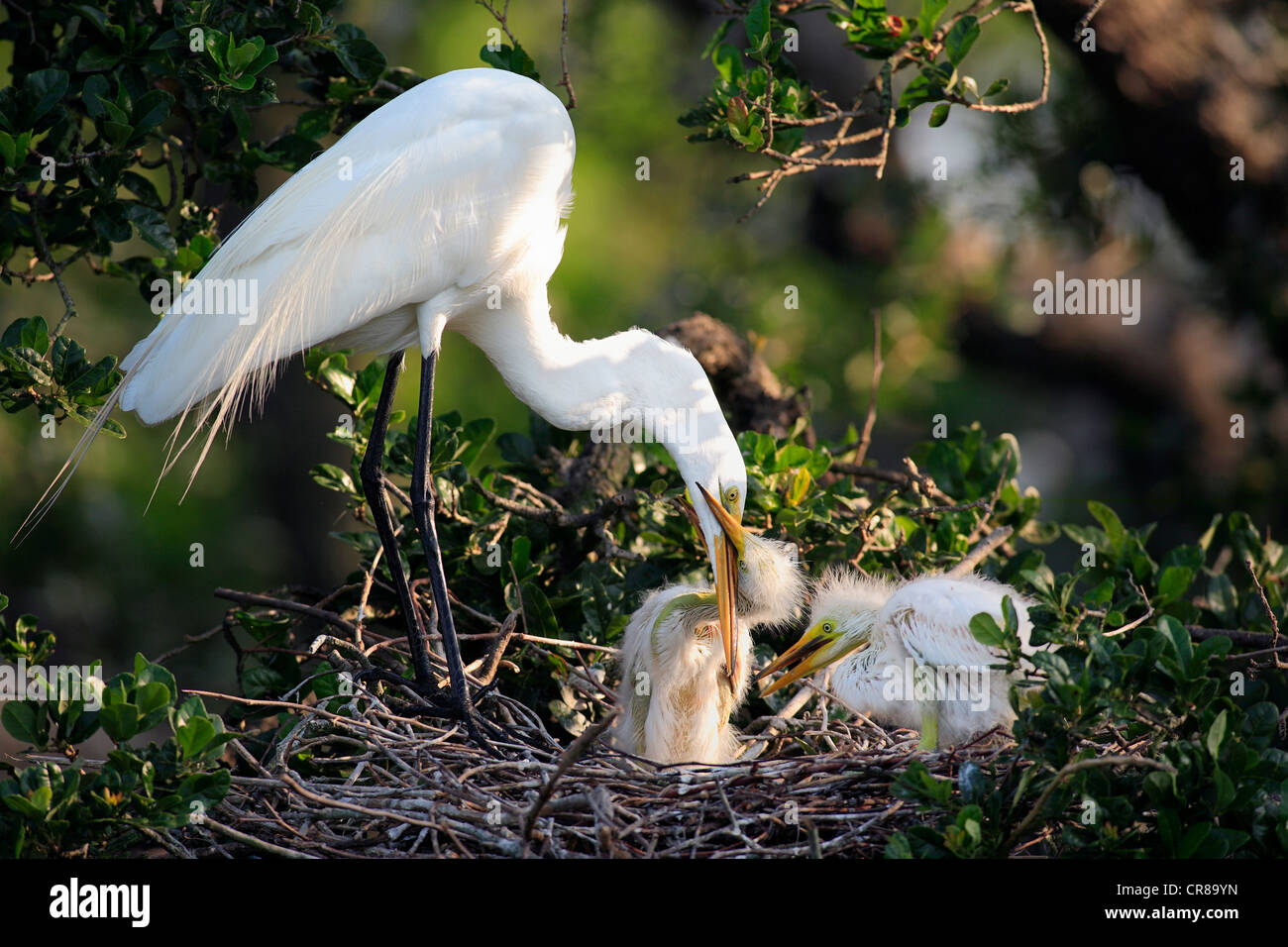 Great Egret (Egretta alba), adult bird feeding young in the nest, Florida, USA, America Stock Photo