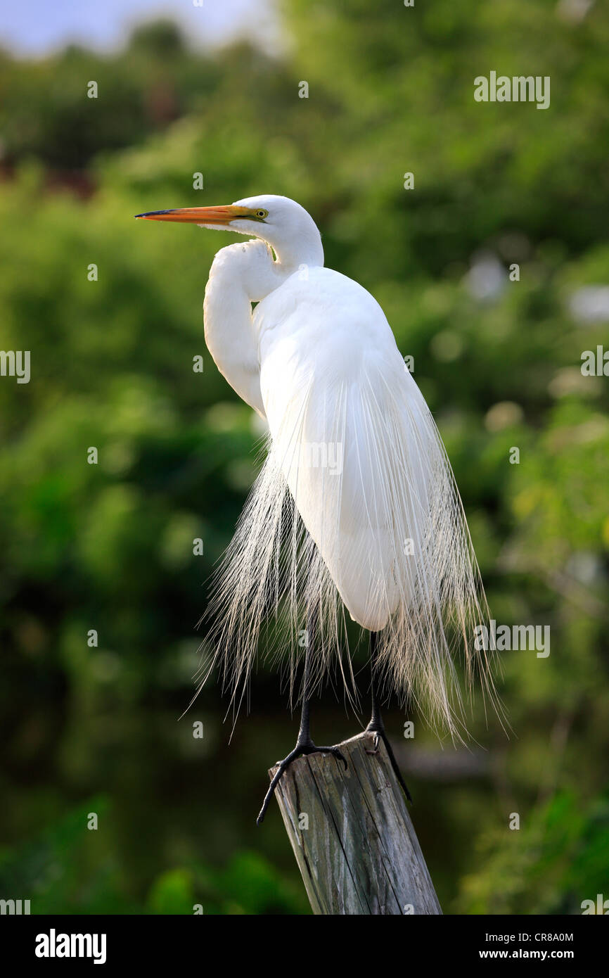 A White Great Egret in Breeding Plumage Stands and Poses at Bombay Hook NWR  in Delaware. This Regal Bird is a Summer Resident of the Area. -  Canada