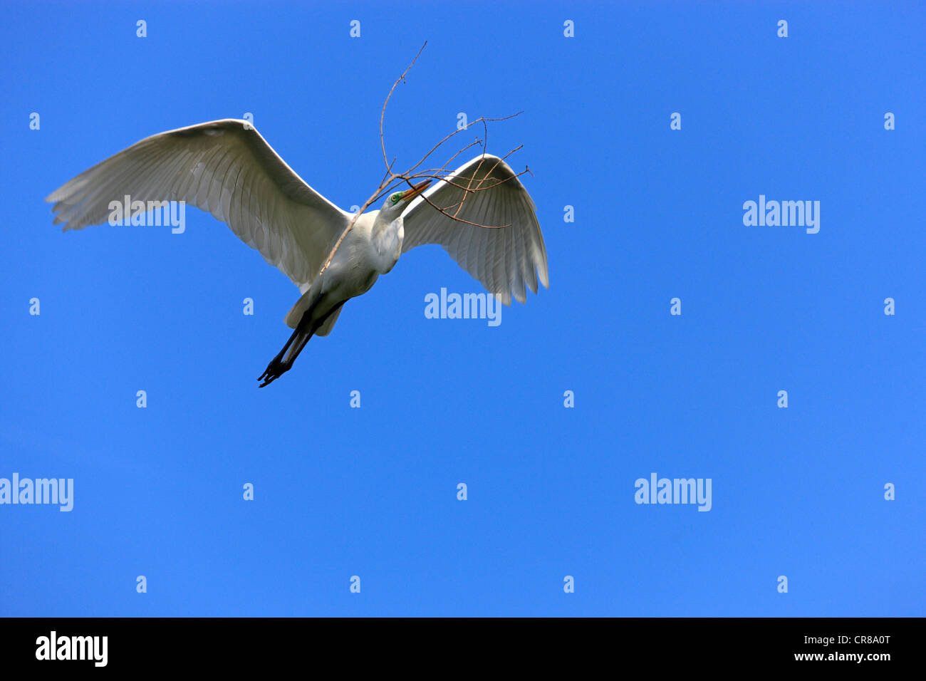 Great White Egret (Egretta alba), adult, flying with nesting material, Florida, USA, America Stock Photo
