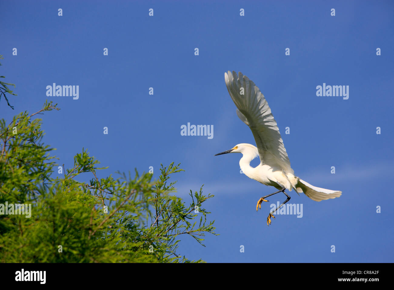 Snowy Egret (Egretta thula), adult, flying, Florida, USA, America Stock Photo