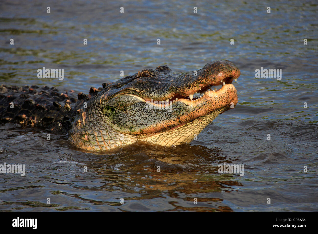 American Alligator (Alligator mississippiensis), adult, in water, Florida, USA, America Stock Photo