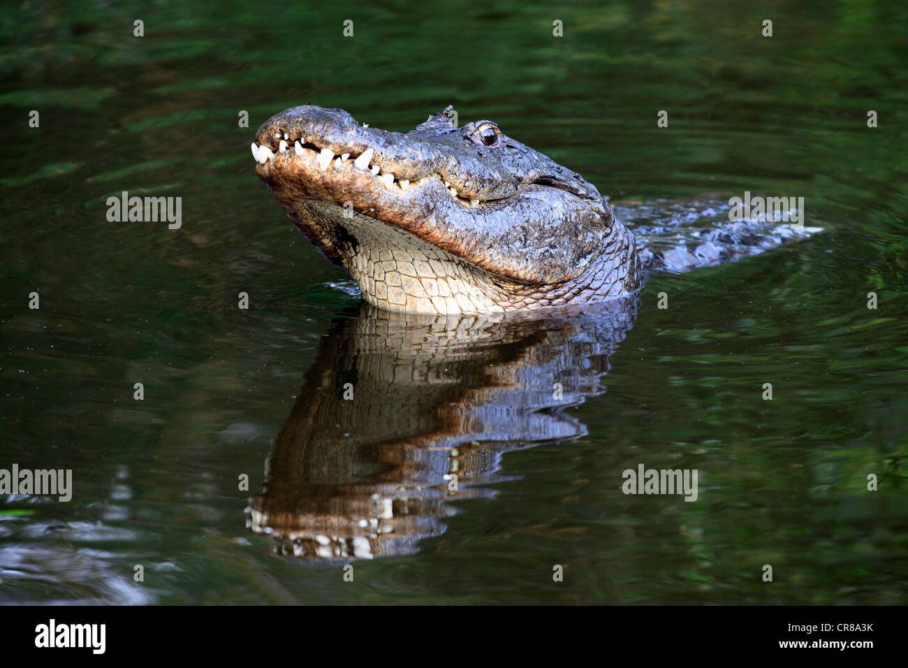 American alligator (Alligator mississippiensis), male, courtship dislpay, in water, portrait, Florida, USA Stock Photo