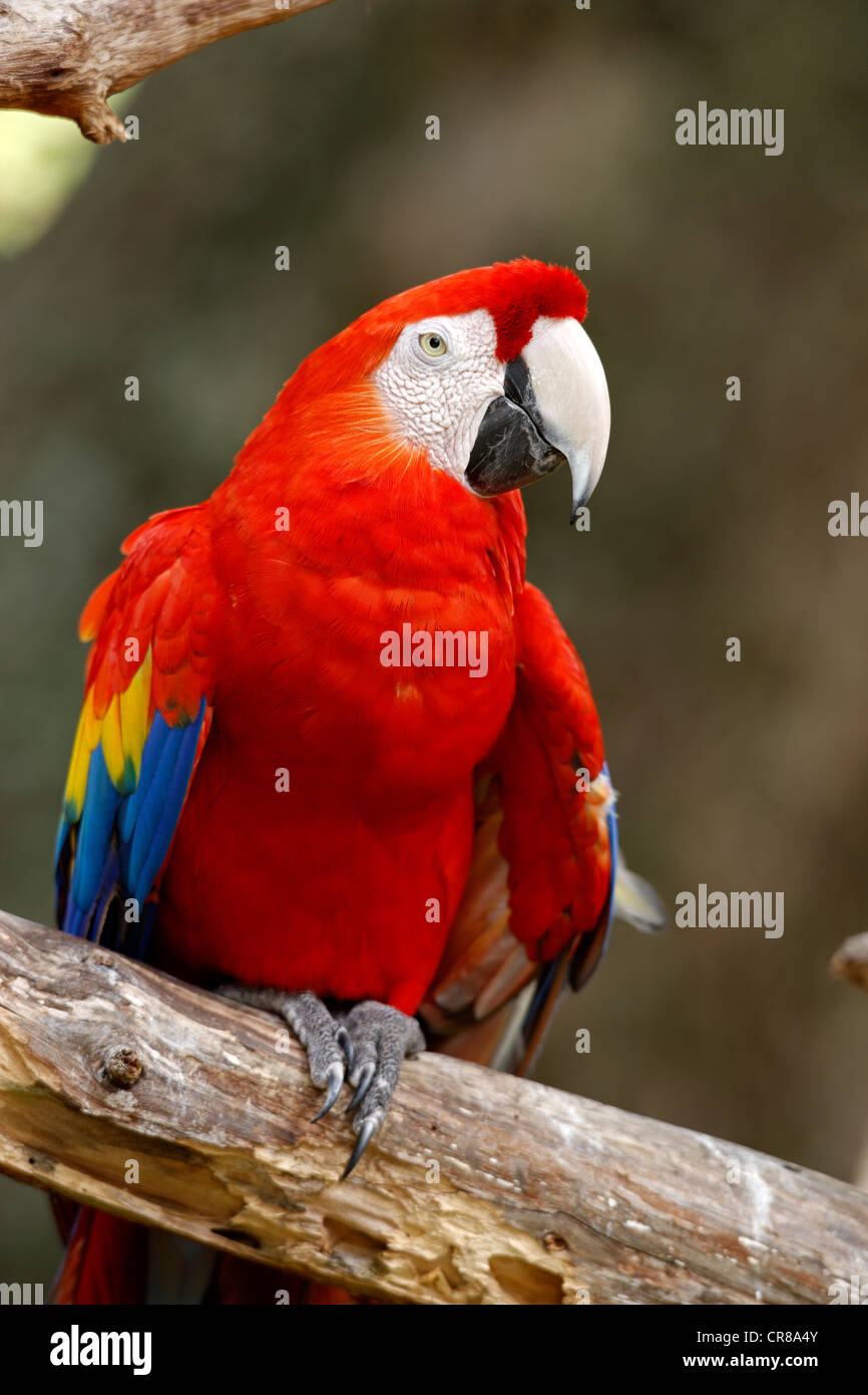 Scarlet Macaw (Ara macao), adult, perched, South America Stock Photo