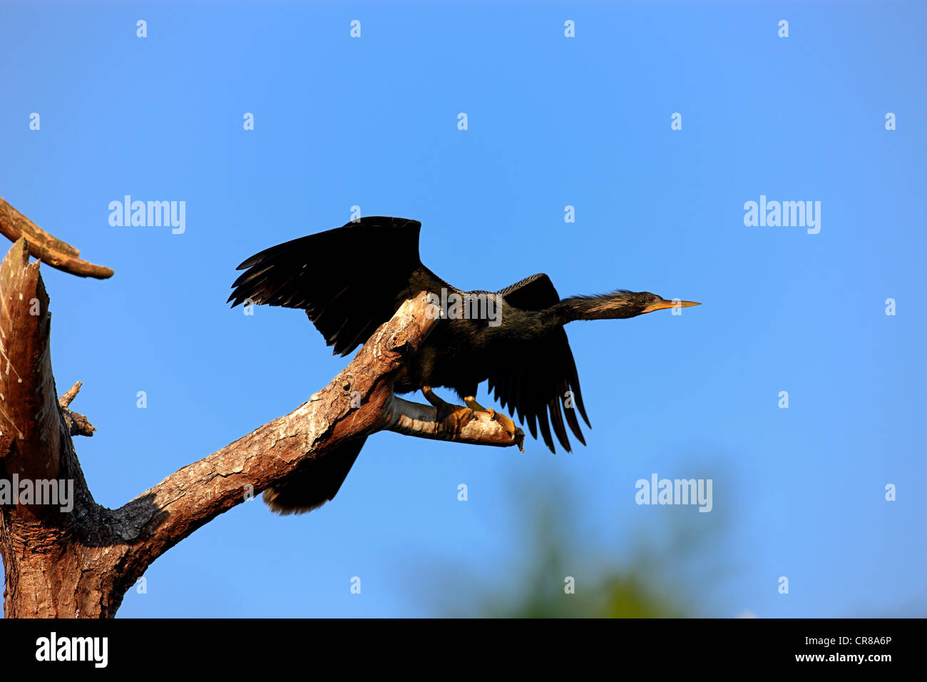 Snakebird or Darter (Anhinga anhinga), adult perched, Orlando, Florida, USA, America Stock Photo