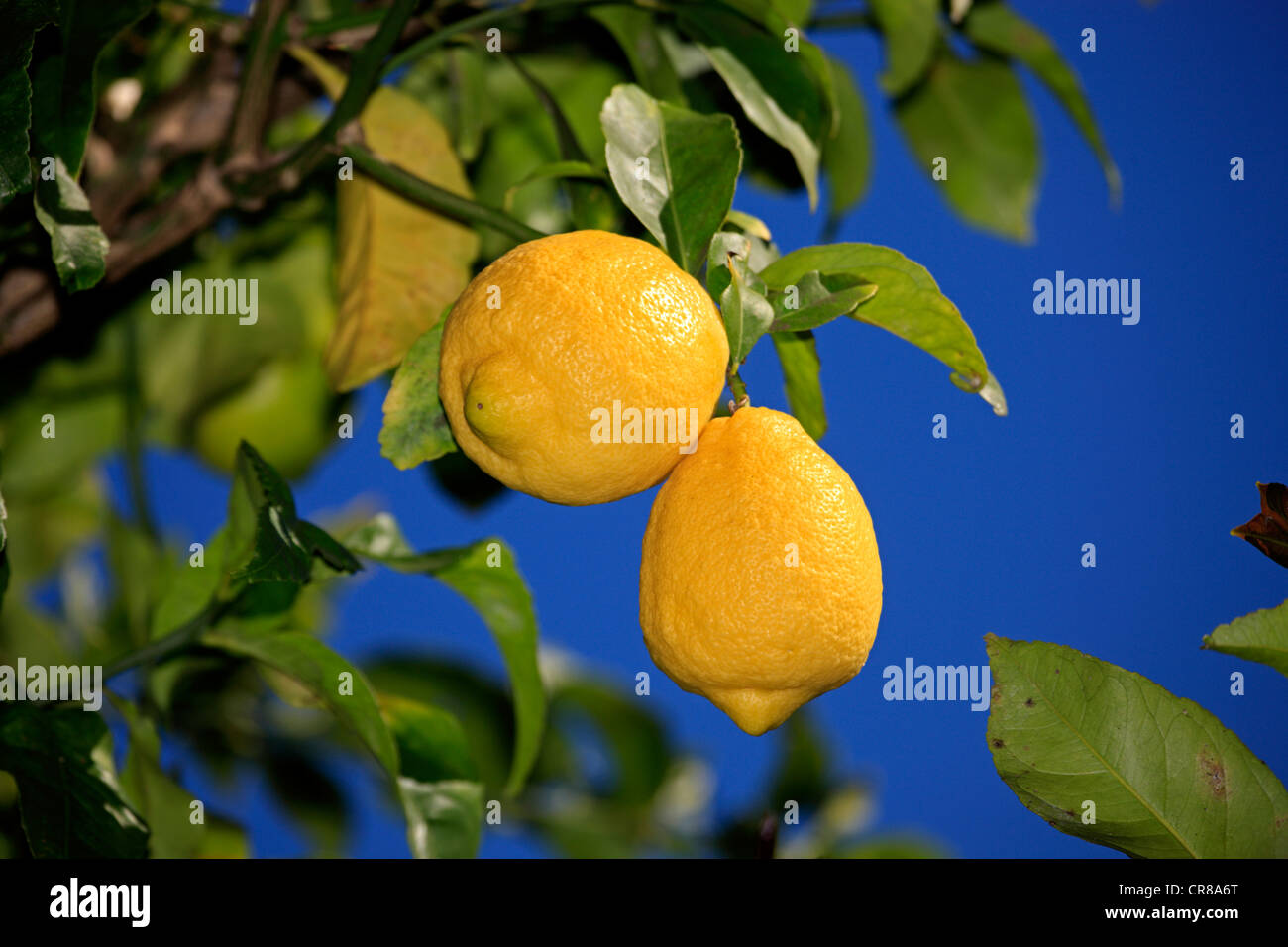 Lemon (Citrus limon), fruits on branch, Solana Beach, California, USA, America Stock Photo