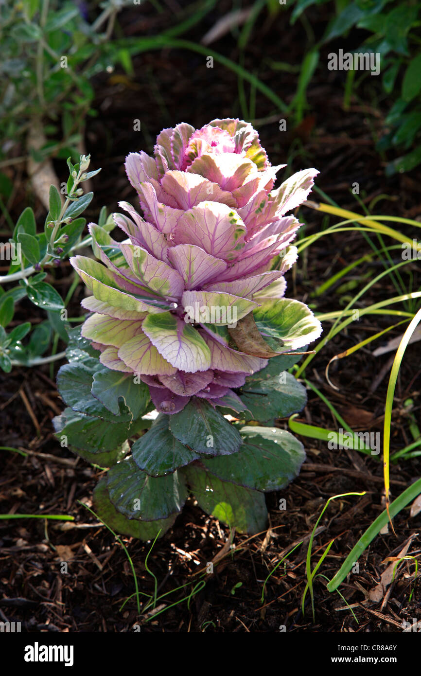 Ornamental cabbage (Brassica oleracea sp.) flower Stock Photo