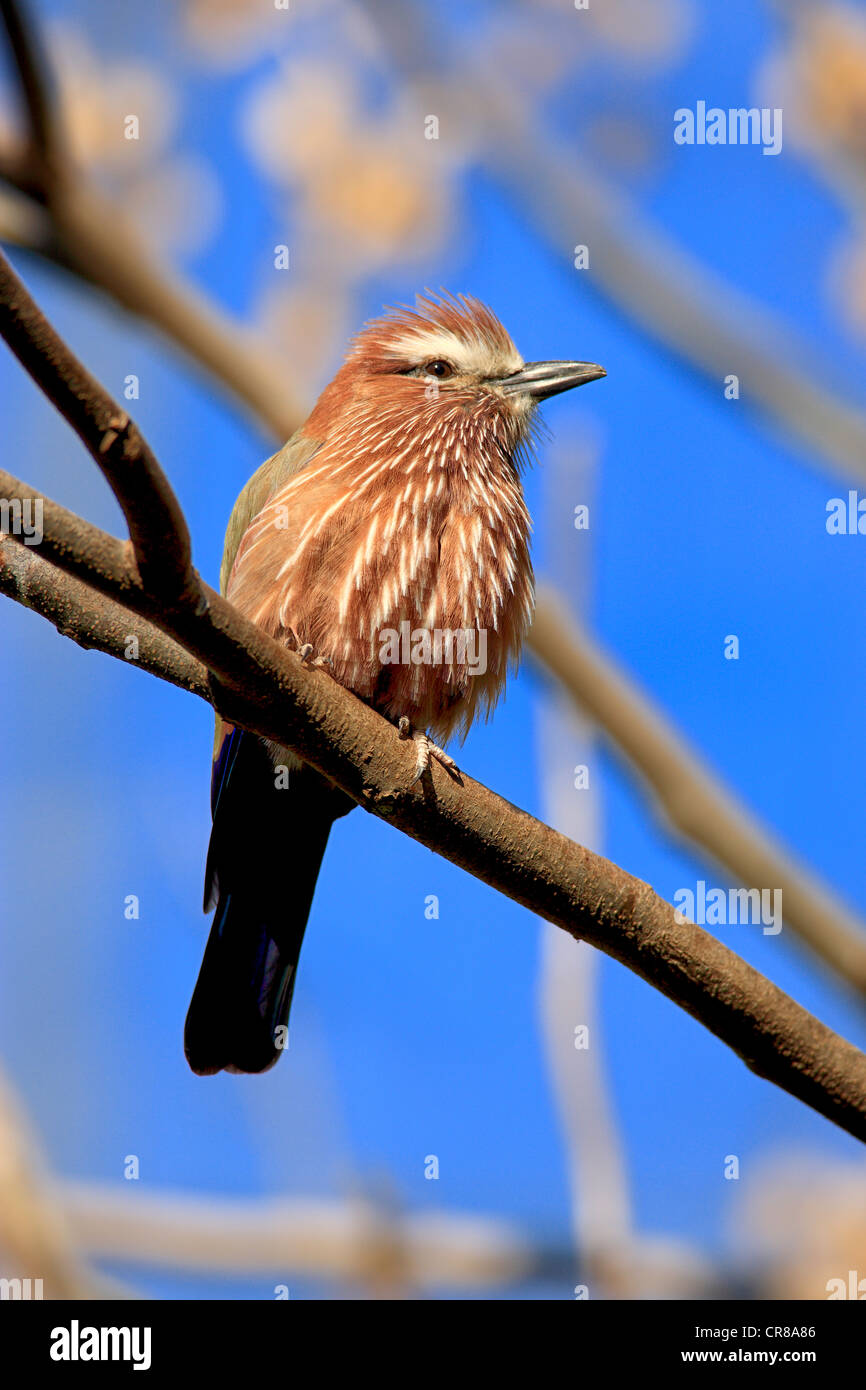Rufous-crowned roller (Coracias naevia), perched, Africa Stock Photo