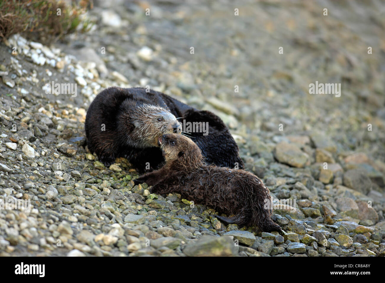 Sea otters (Enhydra lutris), female adult with young, Monterey, California, USA, America Stock Photo