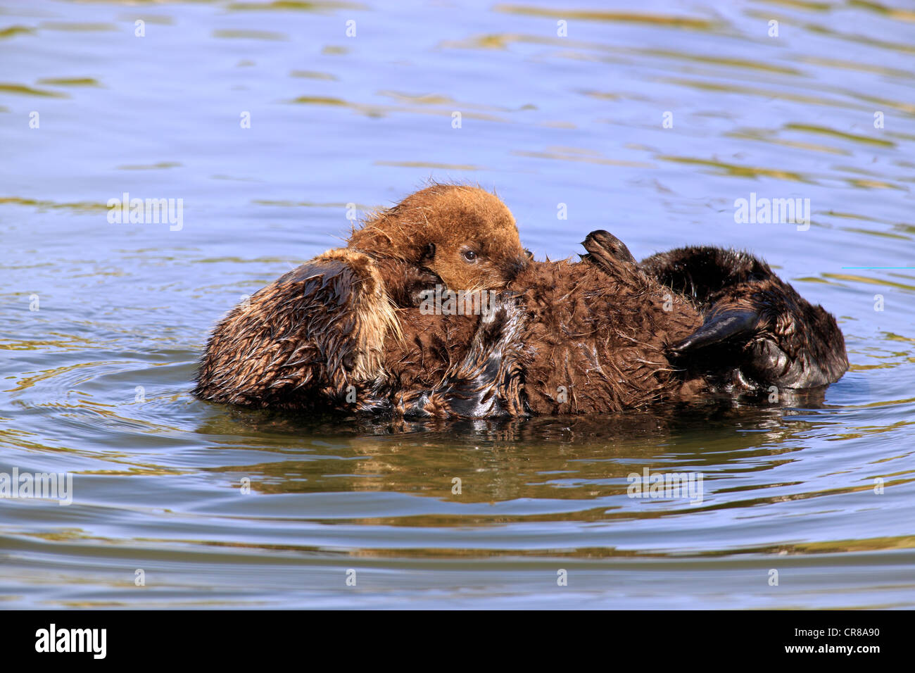 Sea otters (Enhydra lutris), female adult with young in the water, Monterey, California, USA, America Stock Photo