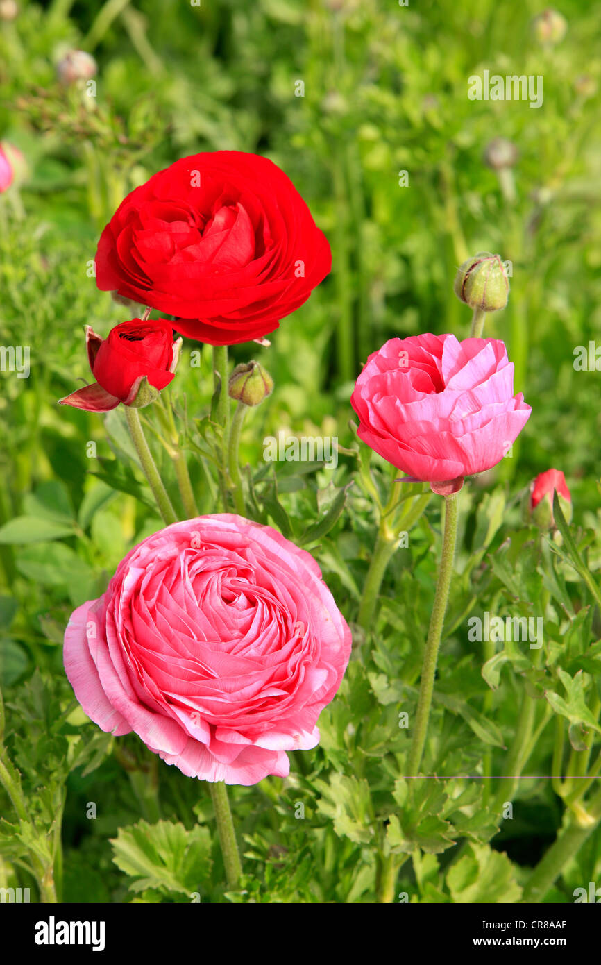 Persian Buttercup (Ranunculus asiaticus), flowering, flower bed, Carlsbad,  California, USA Stock Photo - Alamy