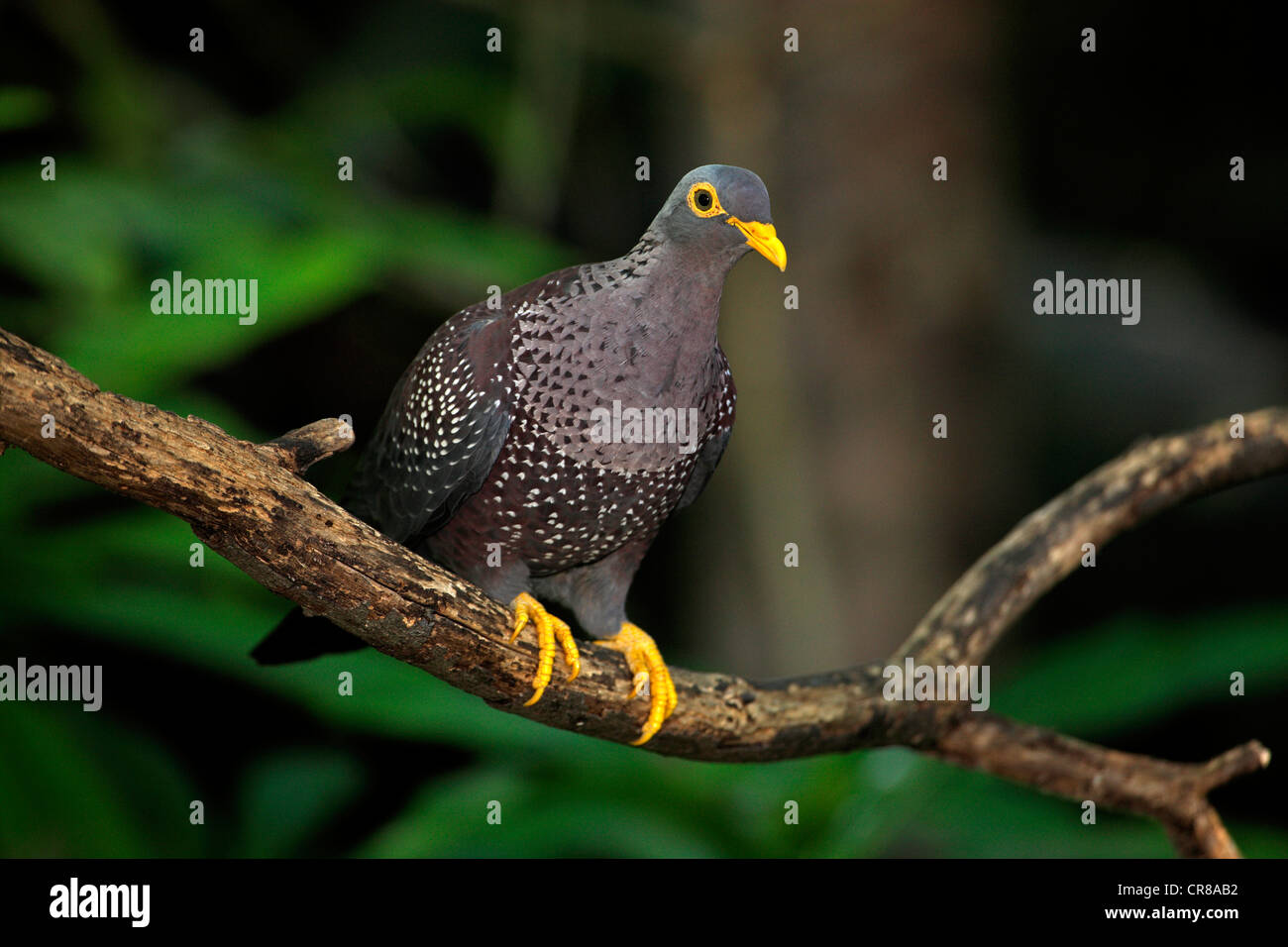 African olive pigeon or Rameron pigeon (Columba arquatrix), adult, perched, Africa Stock Photo