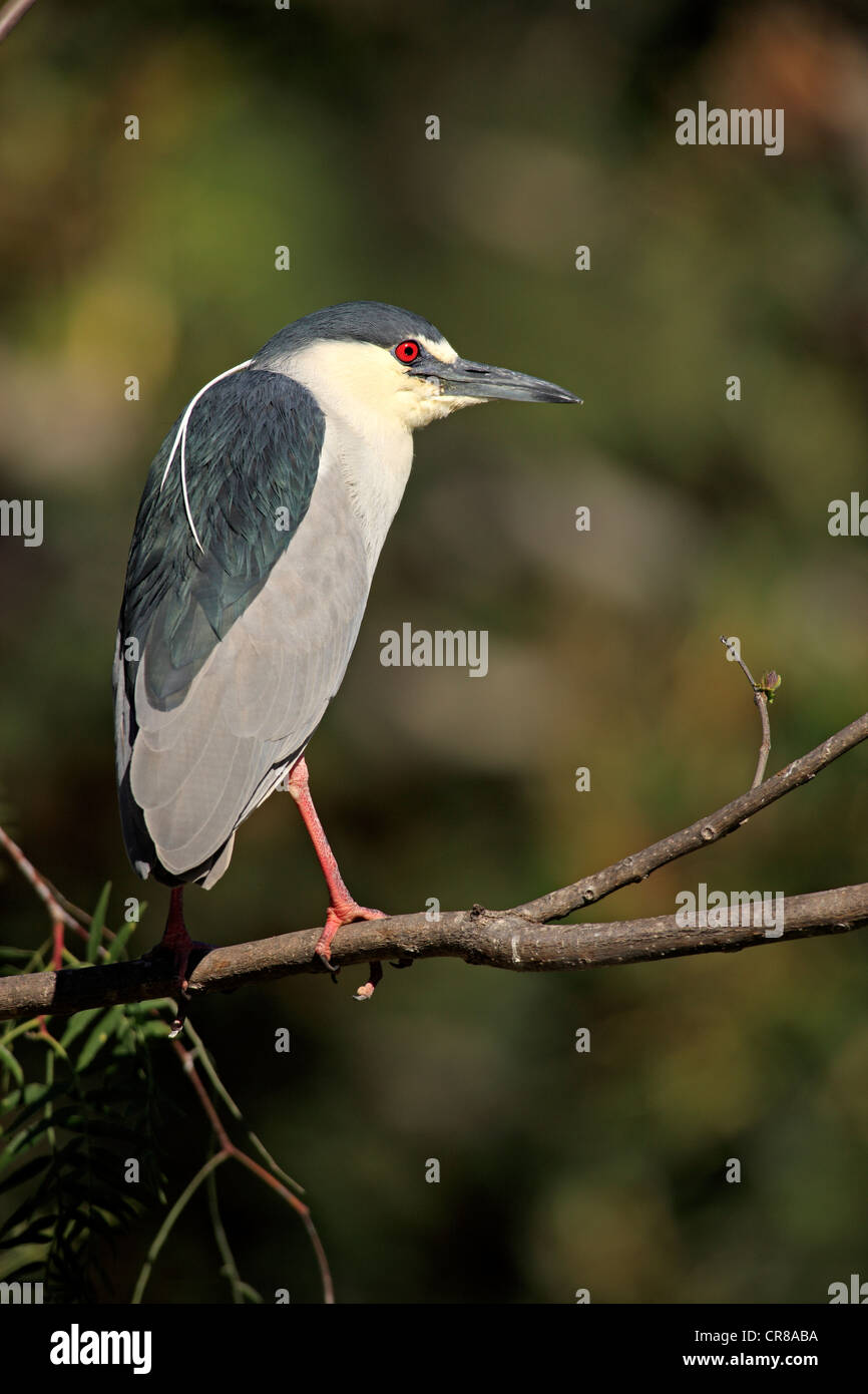 Black-crowned night heron (Nycticorax nycticorax), adult, perched, California, USA Stock Photo