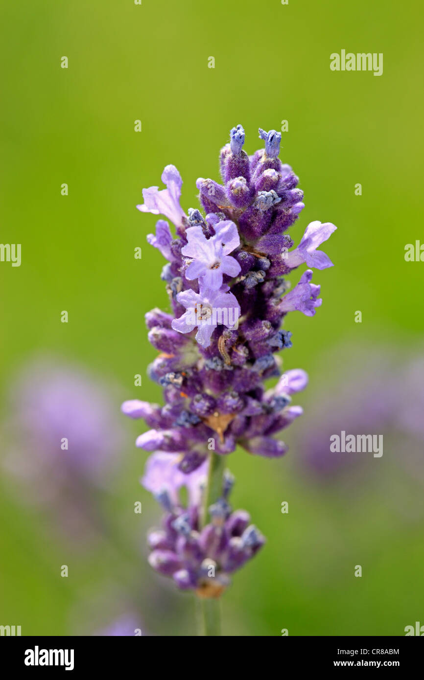 Spike lavender or Portuguese lavender (Lavandula latifolia), flowering Stock Photo