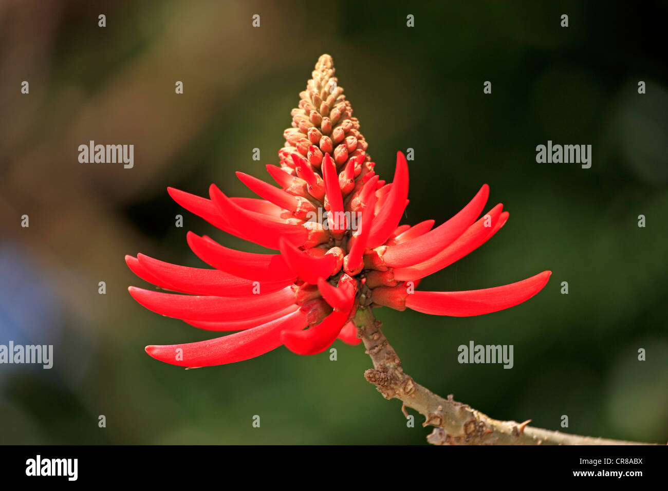 Flame Coral Tree or Naked Coral Tree (Erythrina coralloides), flower, California, USA, America Stock Photo