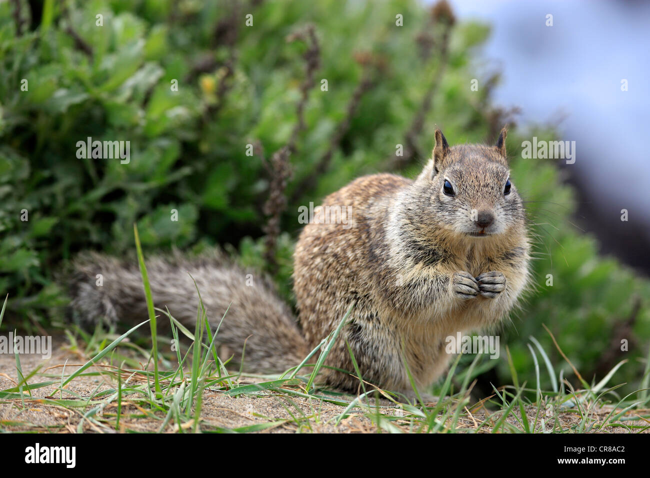 California ground squirrel (Spermophilus beecheyi), adult, alert, Monterey, California, USA, America Stock Photo