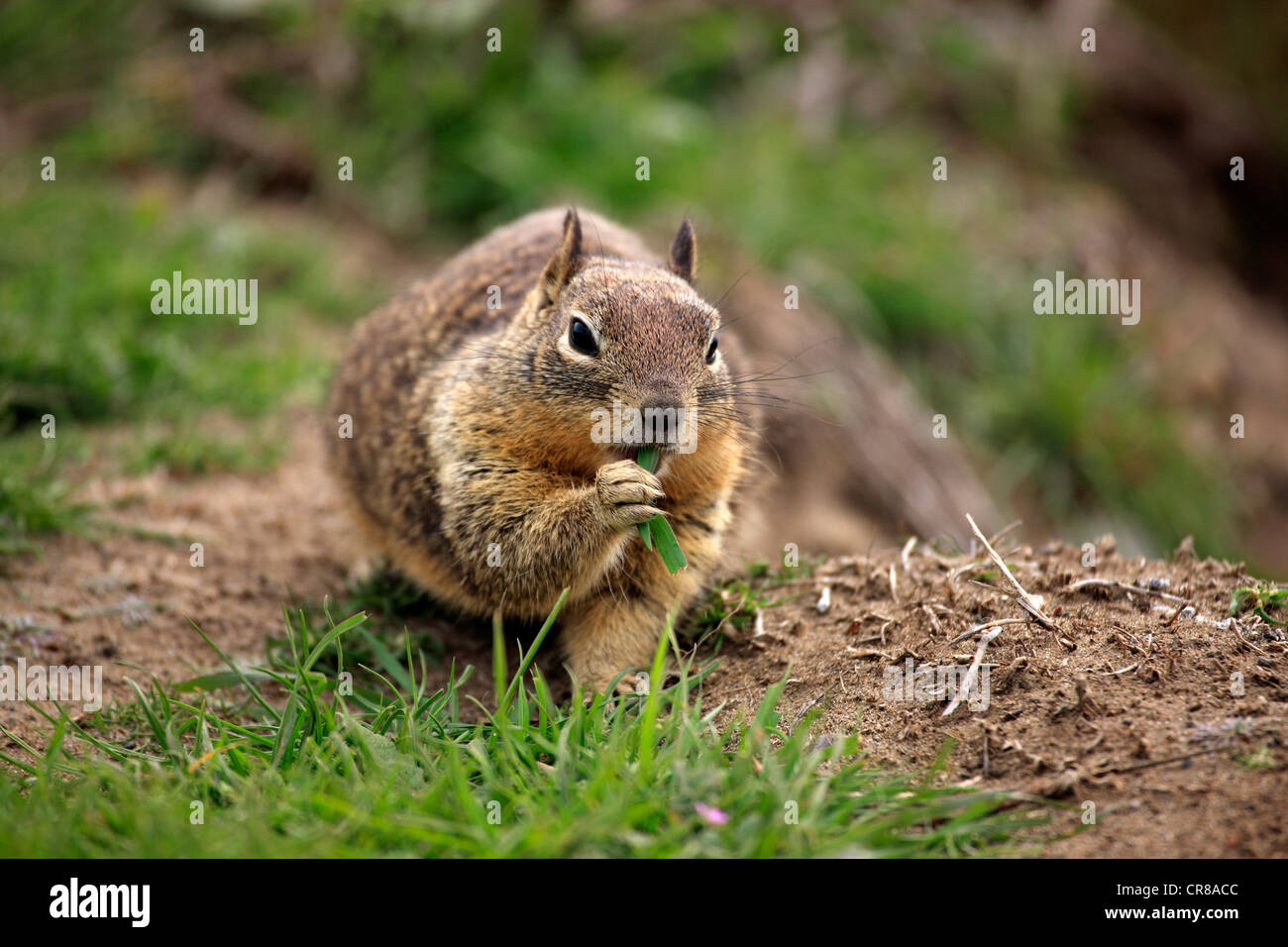California ground squirrel (Spermophilus beecheyi), adult, eating, Monterey, California, USA, America Stock Photo