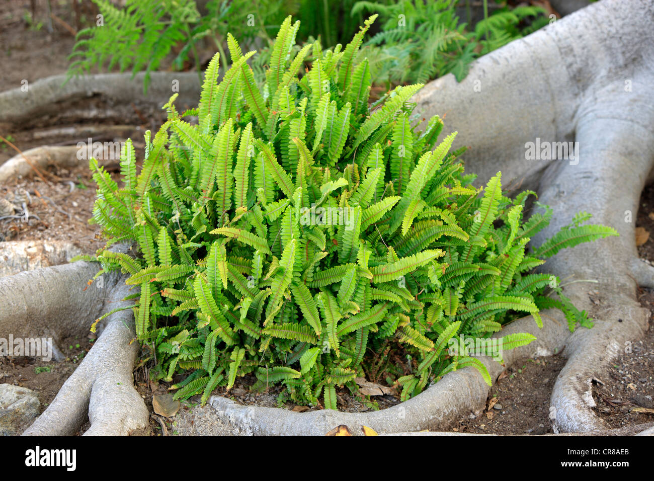 Common staghorn fern or elkhorn fern (Platycerium), epiphytic plant, California, USA, America Stock Photo