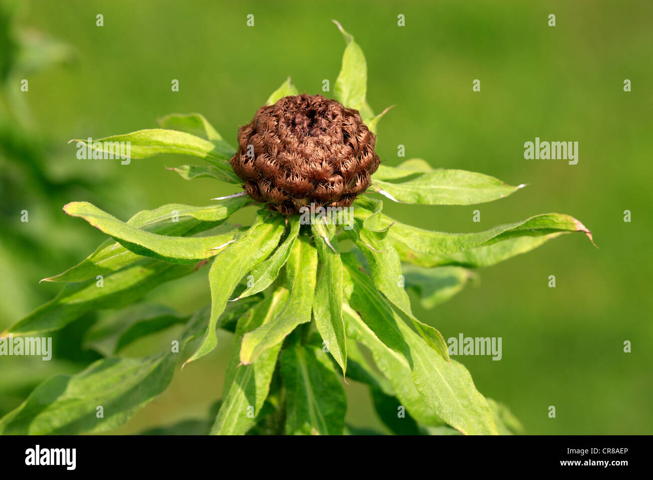 Globe Knapweed or Armenian Basketflower (Centaurea macrocephala), withered, Germany, Europe Stock Photo
