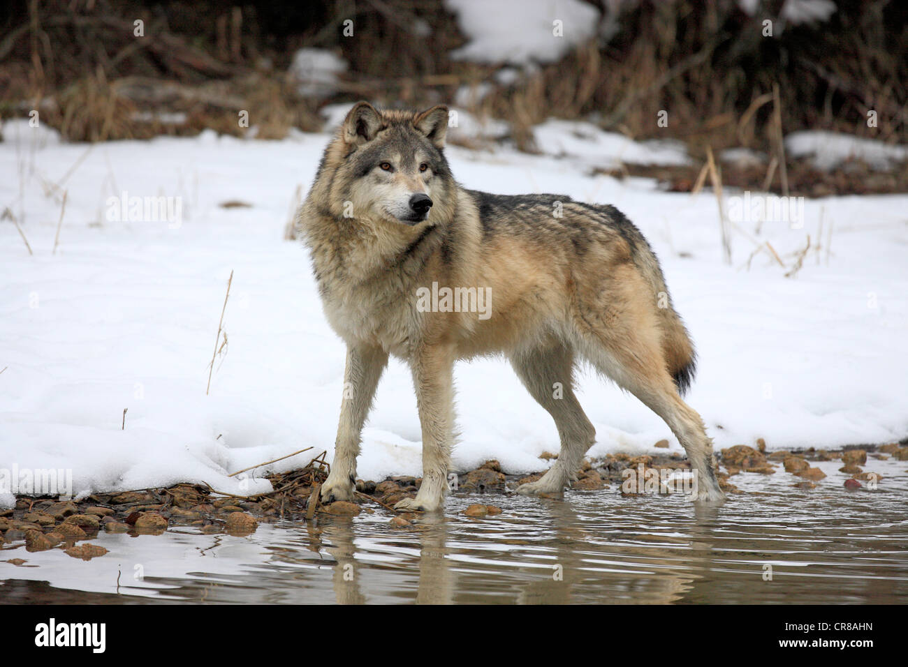 Wolf (Canis lupus), at water, winter, snow, Montana, USA Stock Photo