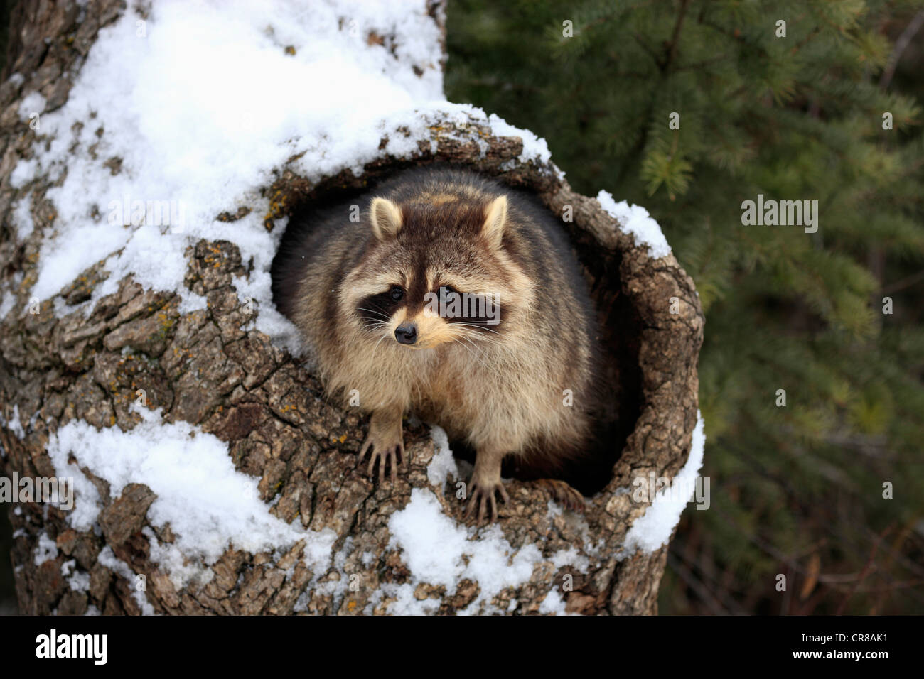 Raccoon (Procyon lotor), den, snow, winter, Montana, USA Stock Photo