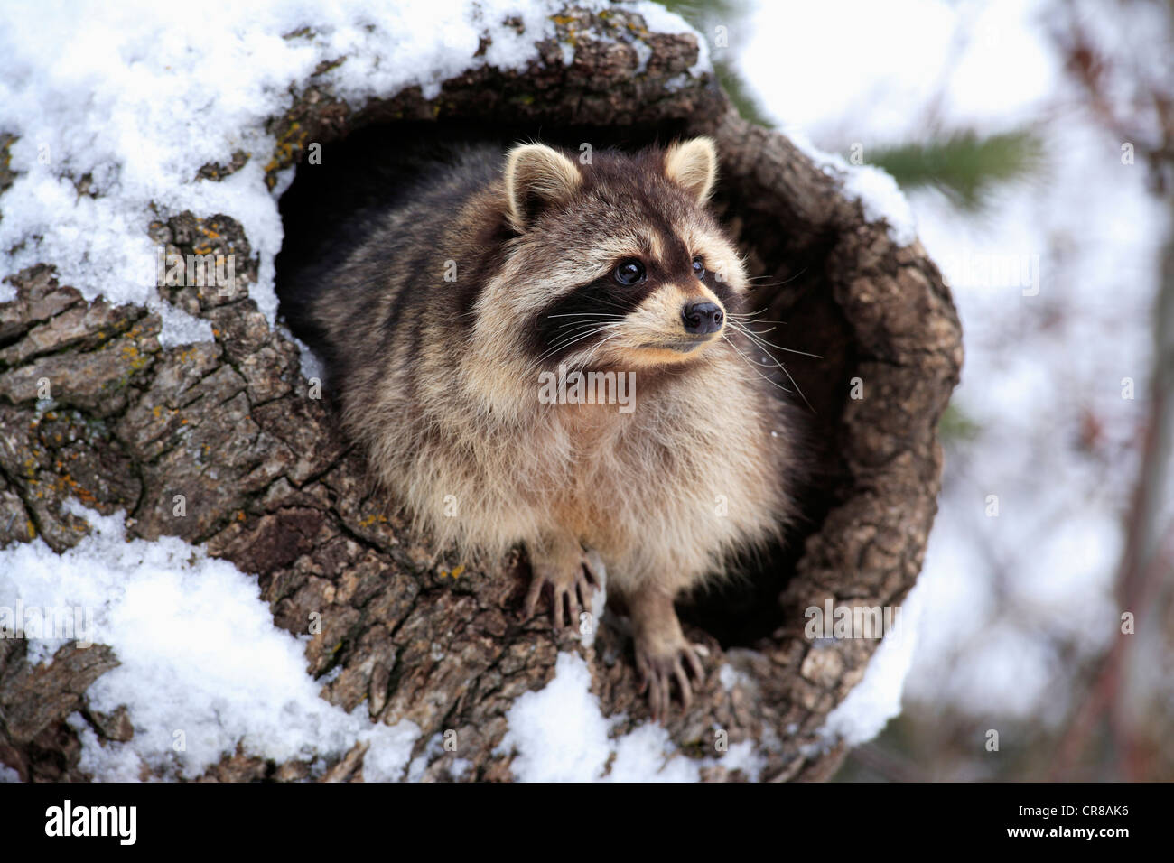 Raccoon (Procyon lotor), den, snow, winter, Montana, USA Stock Photo
