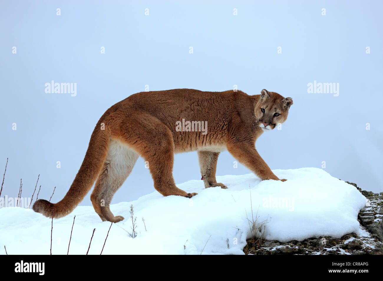 Cougar (Felis concolor), adult, foraging, snow, winter, Montana, USA Stock Photo