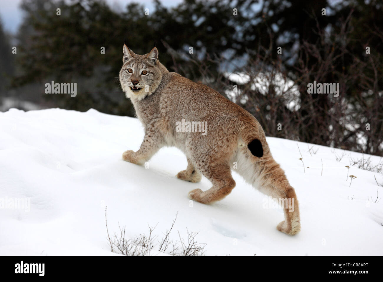Eurasian lynx (Lynx lynx), adult, foraging, snow, winter, Montana, USA Stock Photo