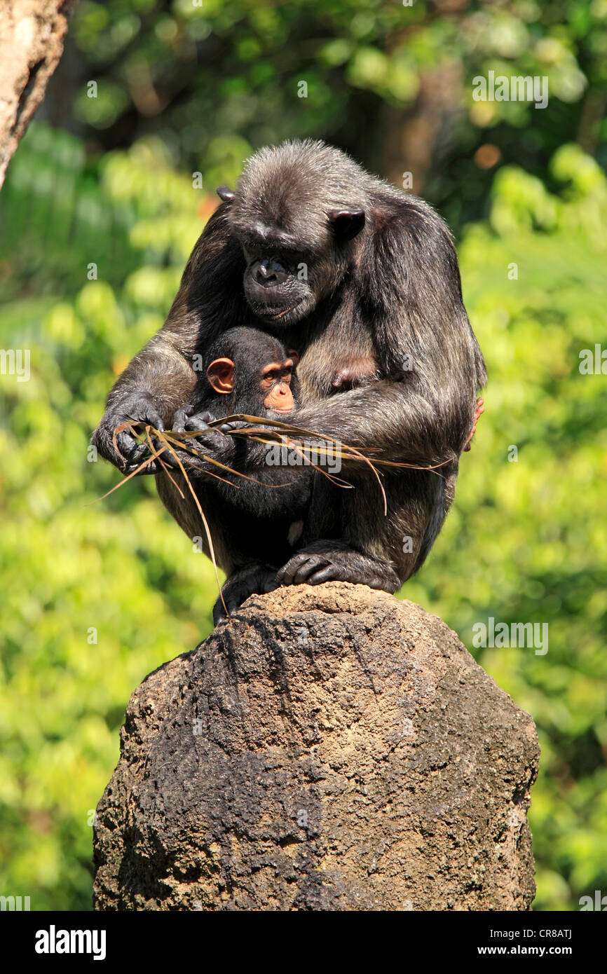 Chimpanzee (Pan troglodytes troglodytes), female adult with young, Africa Stock Photo