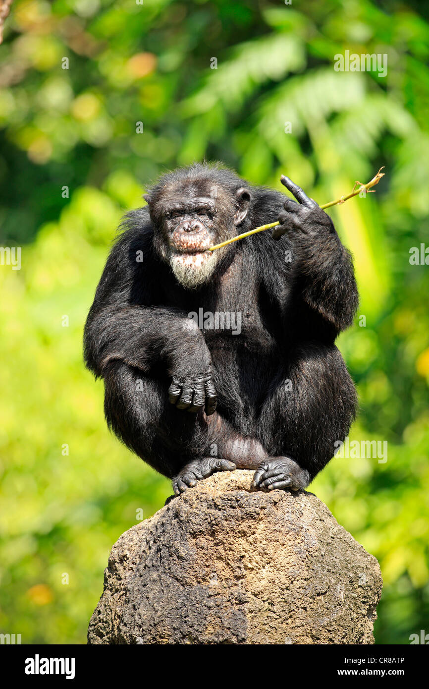 Chimpanzee (Pan troglodytes troglodytes), feeding, Africa Stock Photo Alamy